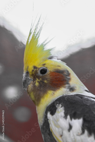 Beautiful perched bird with lush colors
