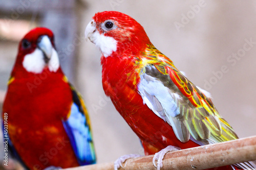 Beautiful perched bird with lush colors