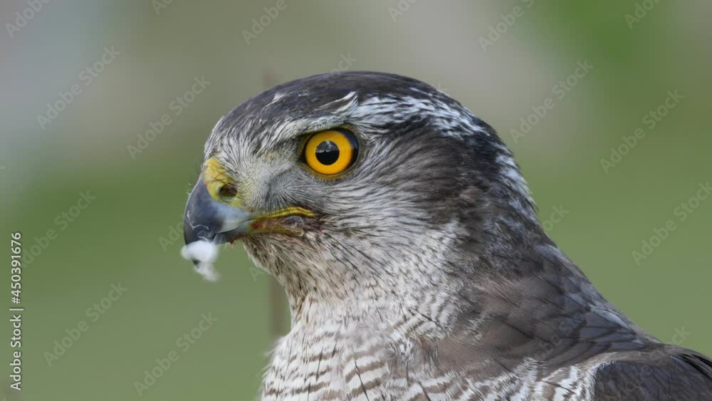 Close up view of a hybrid falcon turning his head Close up view of a hybrid falcon turning his head