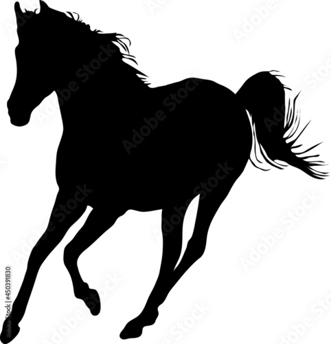 horse silhouette isolated on white