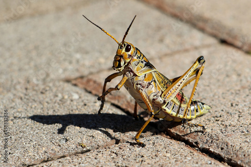 Grasshopper antenna up