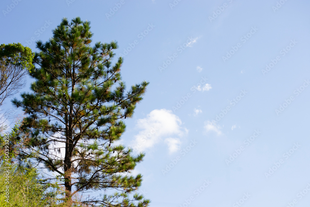 Pine trees (Pinus) under the sunbeams on a sunny afternoon in the city of Apiaó, Sao Paulo, Brazil. Pine trees (Pinus) under the sunbeams on a sunny afternoon in the city of Apiaó, Sao Paulo, Brazil.