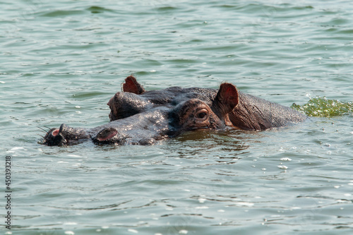 Hippo (Hippopotamus amphibius), Queen Elizabeth Park, Uganda.