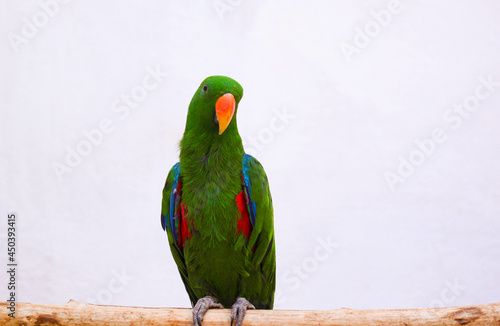 Beautiful perched bird with lush colors