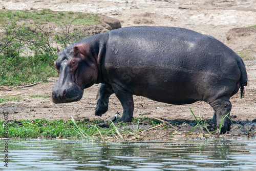 hippo  Hippopotamus amphibius   Queen Elizabeth Park  Uganda.
