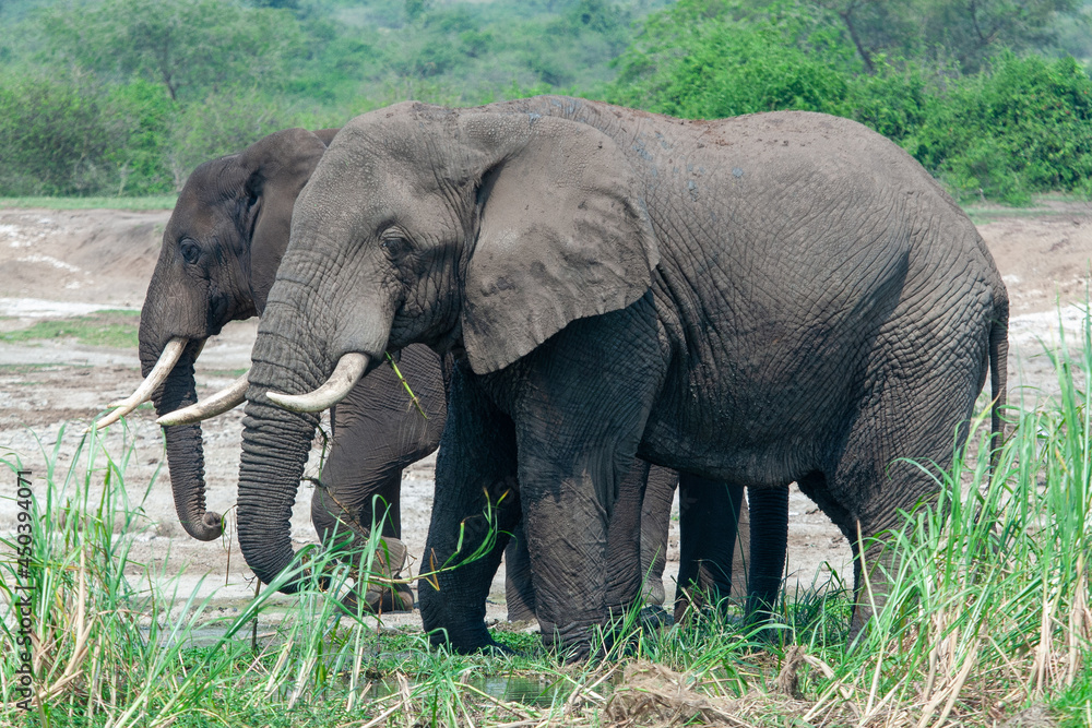 two african elephants walking Uganda