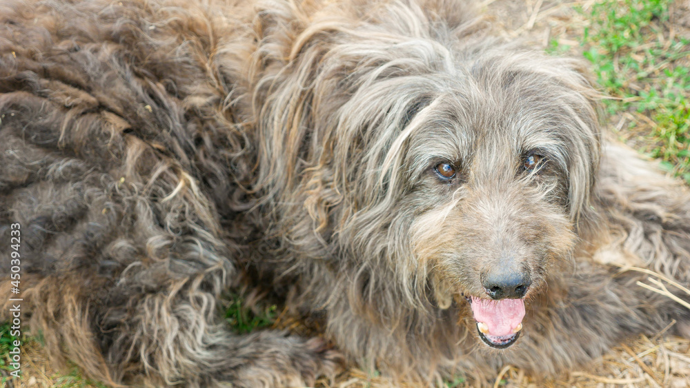 A cute shaggy mongrel dog looks faithfully. Dog shelter theme. Homeless gray old dog. Shaggy muzzle of a puppy. selective focus Domestic favorite cute pets.