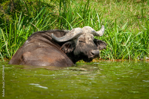 African Buffalo Waterside In Uganda
