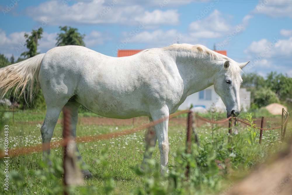A very rare breed of white horse grazes in the backyard of a village house. A very rare breed of white horse grazes in the backyard of a village house.