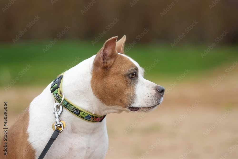 American staffordshire terrier in summer outdoors