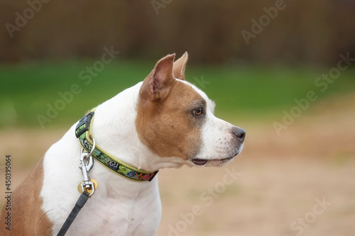 American staffordshire terrier in summer outdoors