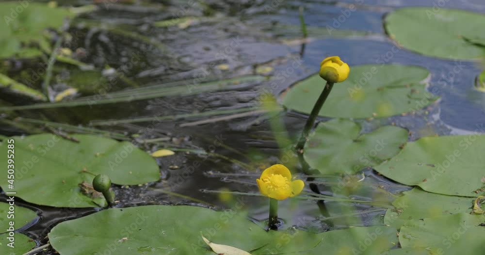 Nuphar lutea. Yellow water lily in a pond. Nuphar lutea, the yellow