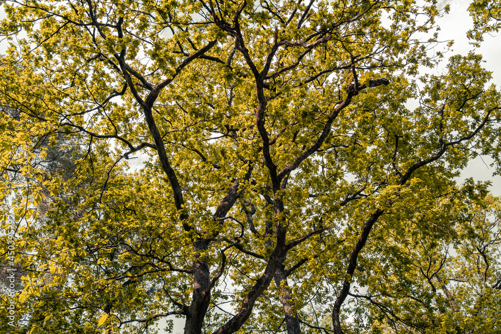 Trees in the forest with yellow leaves