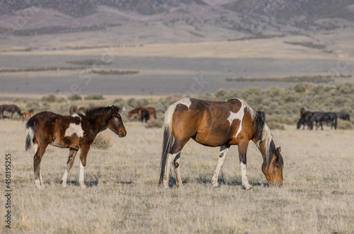Wild Horse Mare and Her Cute Foal in the Utah Desert © natureguy