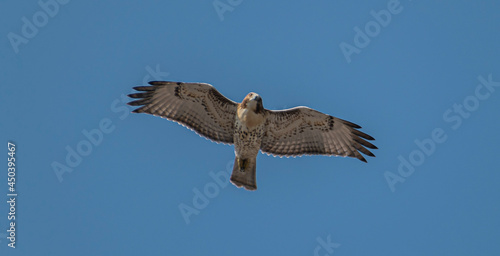 osprey in flight