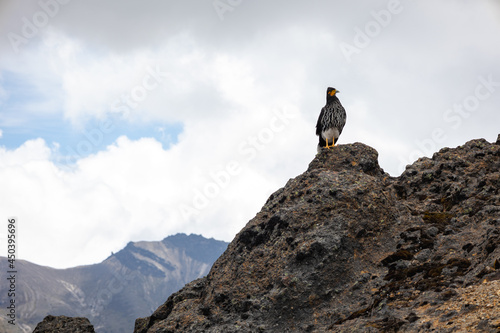 A Curiquingue perched on volcanic rocks