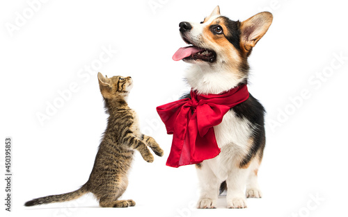 dog and cat standing on its hind legs on a white background