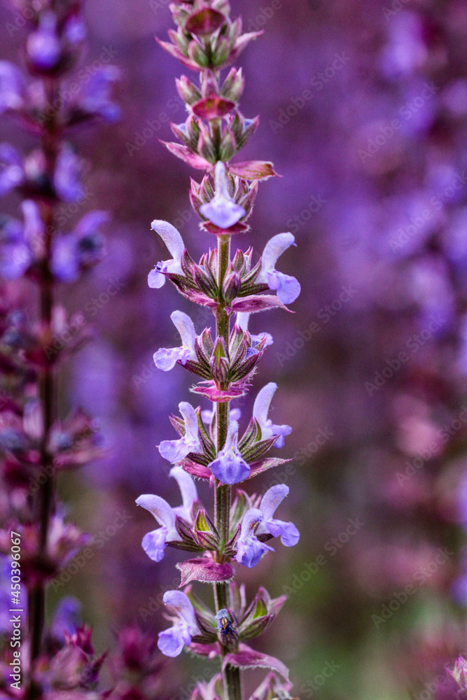 Fototapeta premium Flowering blue-purple plant