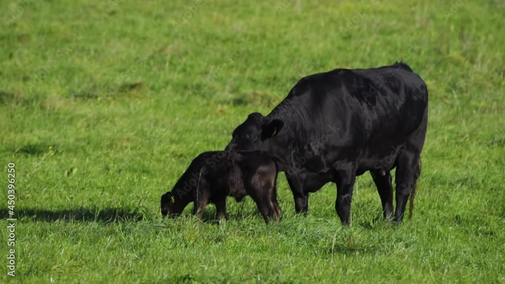 Black angus cow group at morning feeding in lush green gras at the Bavarian Alps on a sunny day Black angus cow group at morning feeding in lush green gras at the Bavarian Alps on a sunny day
