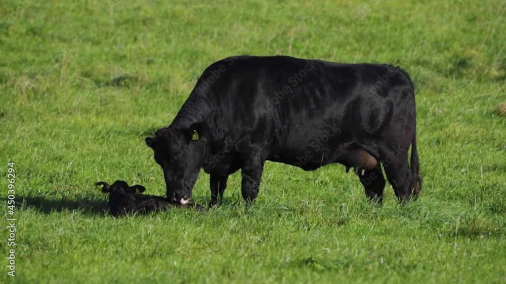 Black angus cow group at morning feeding in lush green gras at the Bavarian Alps on a sunny day Black angus cow group at morning feeding in lush green gras at the Bavarian Alps on a sunny day