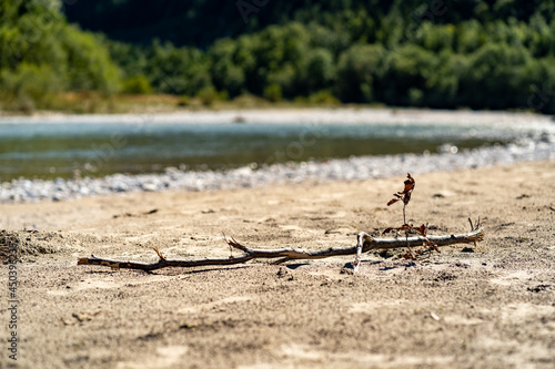 Piece of wood at sandy river coast © NLLC
