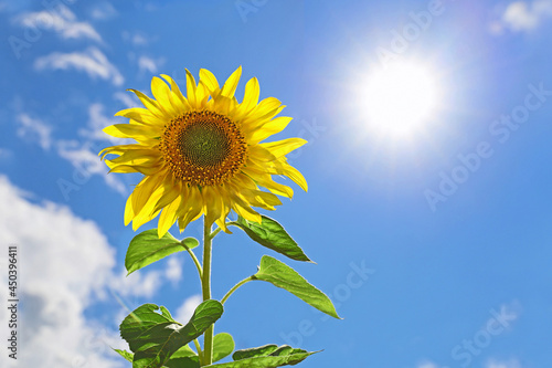 Sunflower against bright shining summer sun with blue sky background