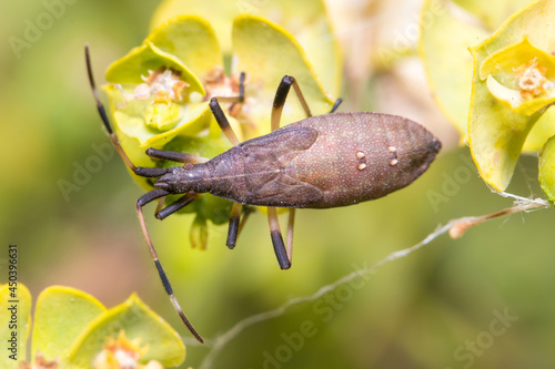 Nymph of Dicranocephalus albipes walking on a green plant. High quality photo photo