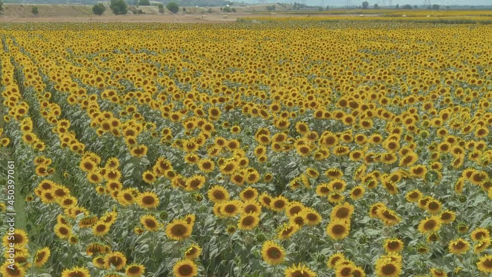 View from above, aerial view of an sunflower field View from above, aerial view of an sunflower field