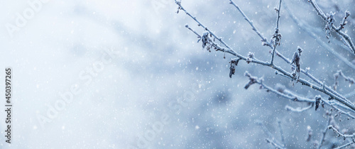 Frost covered tree branch on blurred background during snowfall, copy space © Volodymyr