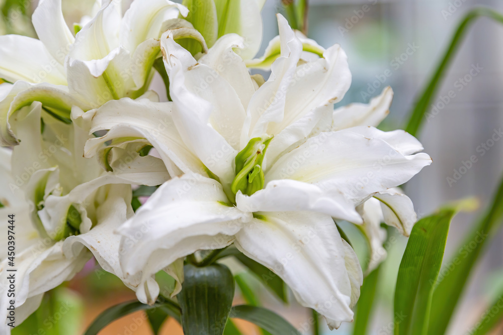 Lily. Beautiful flowering bright summer flower of the Liliaceae family