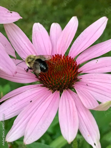 bee on pink flower © Patricia