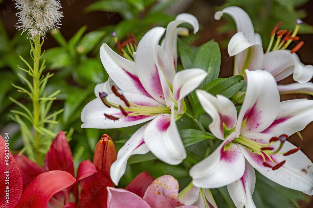Fototapeta premium Lily. Beautiful flowering bright summer flower of the Liliaceae family