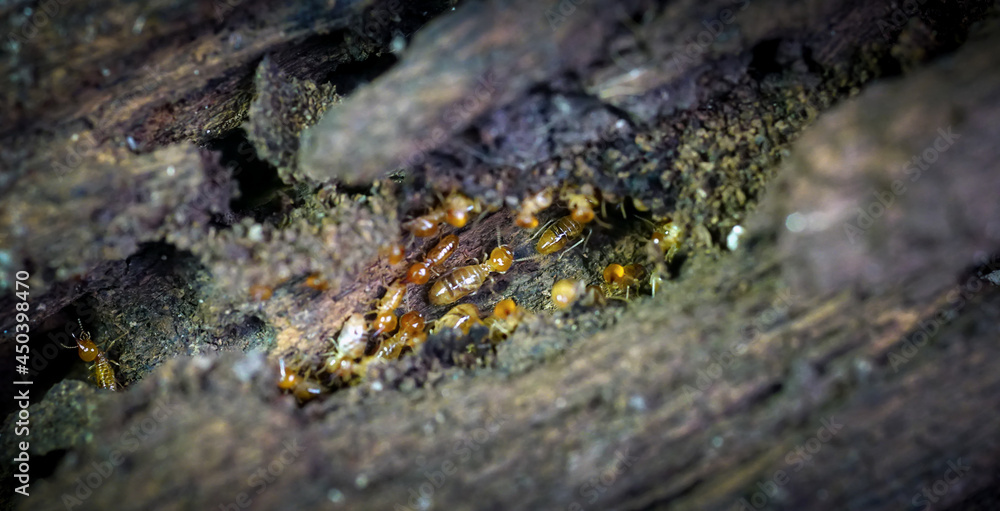 Group of the small termite, Termites are social creatures that damage people's wooden houses because they eat wood,
Group of the small termite, Termites are social creatures that damage people's wooden houses because they eat wood,