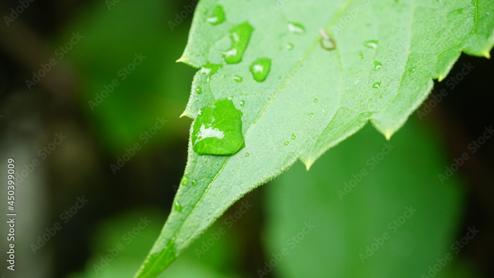 dew on leaf dew on leaf