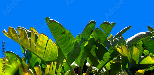 Tropical background of banana green leaves in jungle, panoramic landscape. Exotic plants and palms tree on blue sky background.