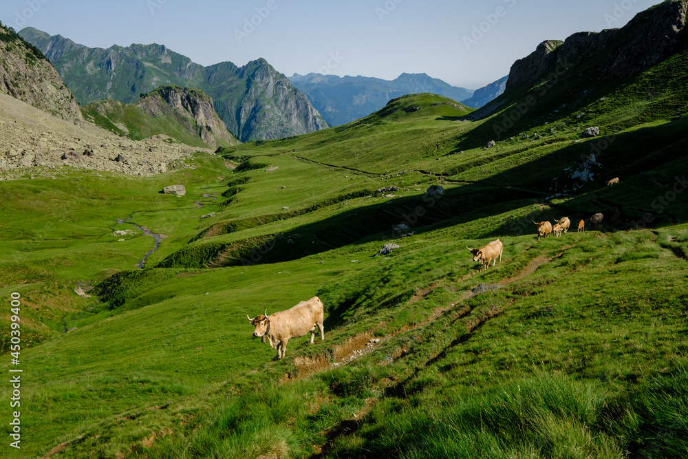cows ascending the hill, Col de Souzon, Midi d'Ossau peak, 2884 meters, Pyrenees National Park, Pyrenees Atlantiques, France