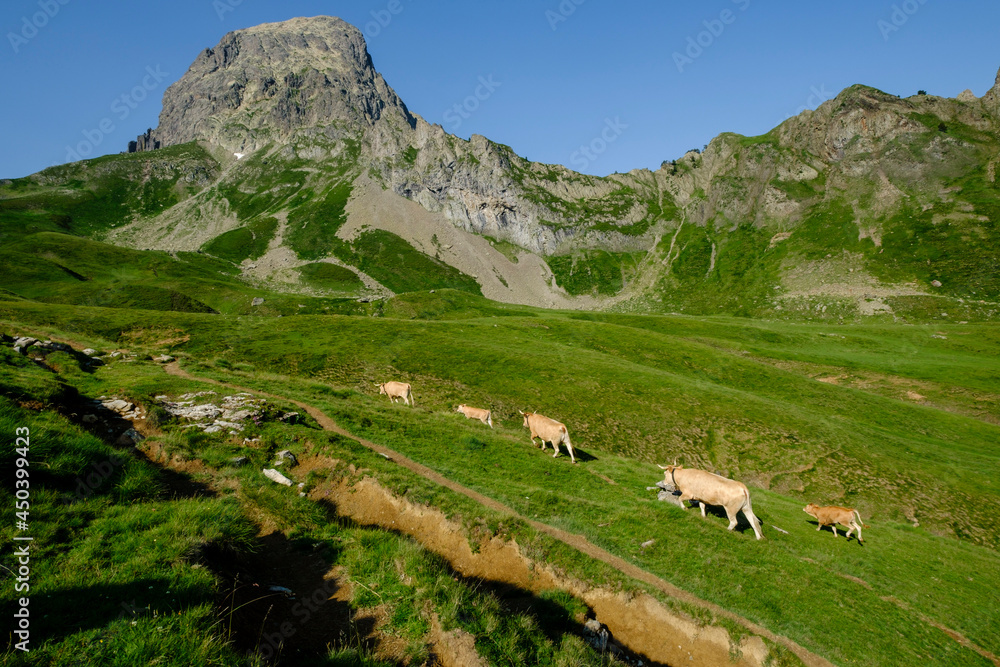 cows ascending the hill, Col de Souzon, Midi d'Ossau peak, 2884 meters, Pyrenees National Park, Pyrenees Atlantiques, France