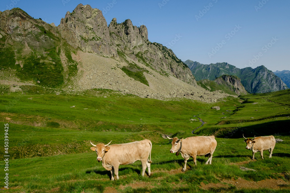 Obraz premium cows ascending the hill, Col de Souzon, Midi d'Ossau peak, 2884 meters, Pyrenees National Park, Pyrenees Atlantiques, France