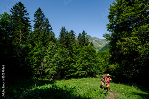 hiker going through the forest, Coth de Magnabaigt, Ayous lakes tour, Pyrenees National Park, Pyrenees Atlantiques, France © Tolo