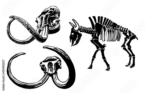 Graphical set of skeleton of bison and skulls of mammoth isolated on white background, vector elements