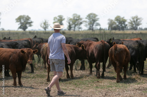 criadores mirando sus vacas