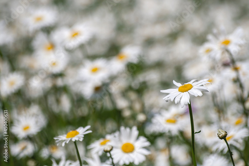 Ox-eye daisy white flower