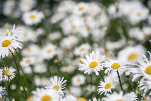 Ox-eye daisy white flowers