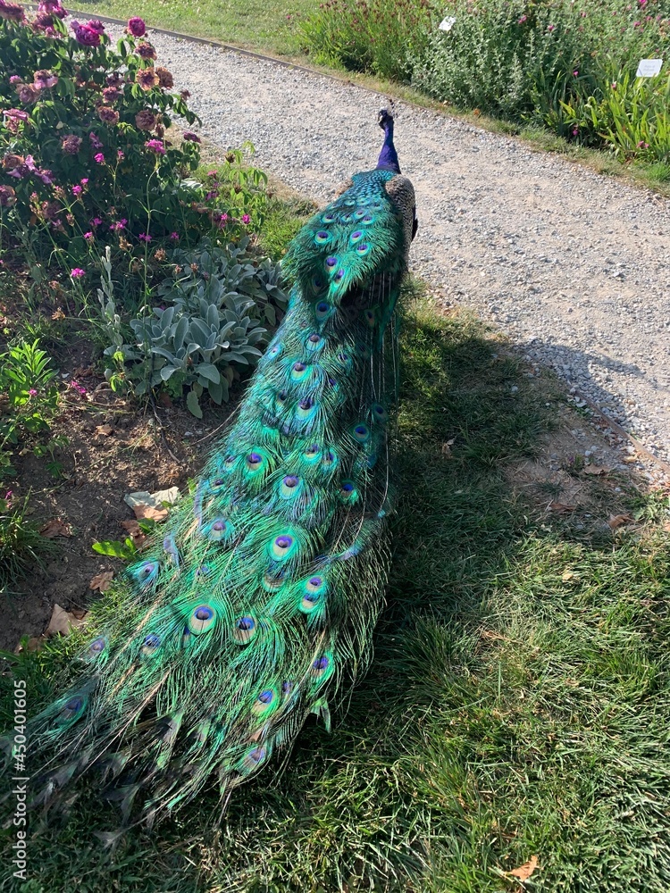 Obraz premium Graz, Austria June 20, 2021.Eggenberg Castle - the largest aristocratic residence of Styria. Located on the outskirts of Graz and included (since 2010) in the World Heritage List. Peacock in the gard
