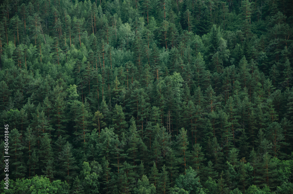 forest in the mountains