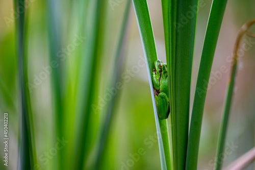 The European tree frog (Hyla arborea) sitting among the leaves of a green cattail. Beautiful little green frog, rare, in its natural habitat.