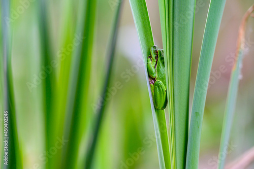 The European tree frog  Hyla arborea  sitting among the leaves of a green cattail. Beautiful little green frog  rare  in its natural habitat.