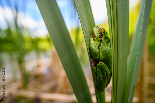 The European tree frog  Hyla arborea  sitting among the leaves of a green cattail. Beautiful little green frog  the sky can be seen in the background  wide angle shot.