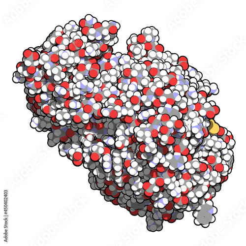 Amylase (human pancreatic alpha-amylase) Protein. 3D Illustration. photo