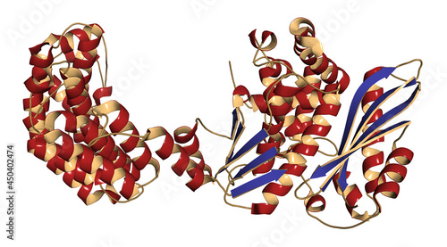 Collagenase clostridium histolyticum protein. 3D Illustration. photo